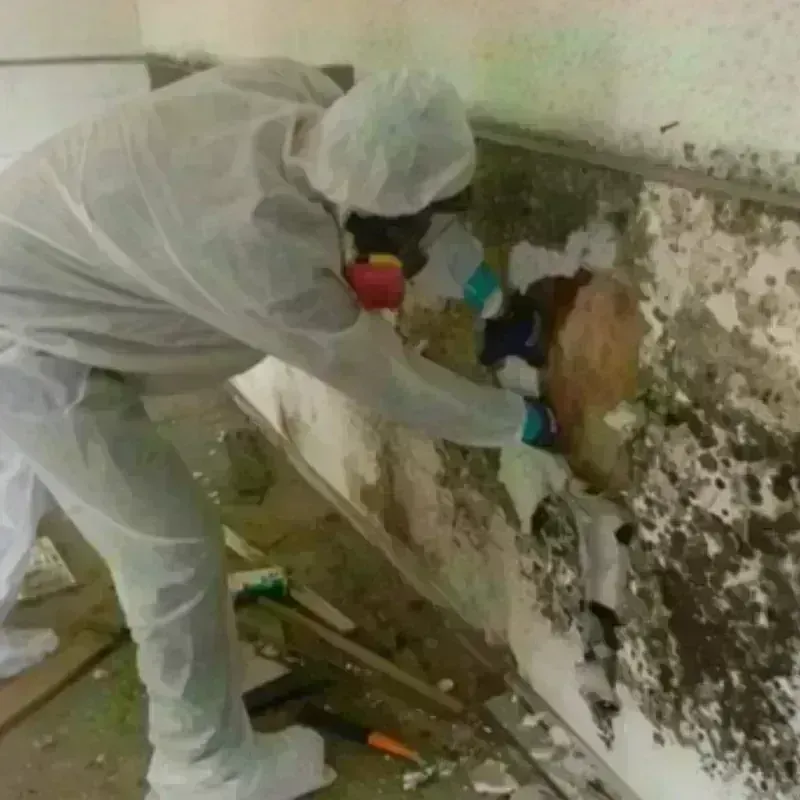 Mold Remediation and Removal in Trinity, NC